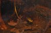 female apisto and young 3.jpg