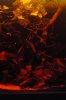 blackwater new leaf litter 2.jpg