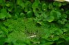 Pistia 2.jpg