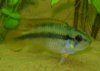 apistogramma agassizi.jpg