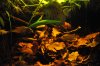 apisto territorial dispute 1.jpg