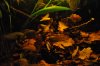 Apisto territorial dispute.jpg