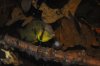 A. barlowi female 2.jpg
