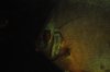 Discus portrait.jpg
