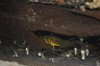 A. agassizi female with wrigglers 2.jpg