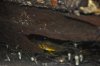 A. agassizi female with wrigglers.jpg