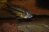 A cacatuoides male 2.jpg