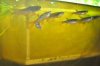 splash tetras.jpg