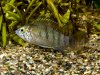 edit_apisto_sp_Winklefleck_20150312_1304.jpg