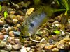 edit_apisto_sp_matses_20150312_1309.jpg