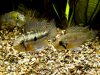 edit_apisto_rocafuerte_shaly_20150312_1302.jpg