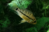 apisto5.png