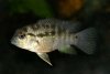 Cichlasoma bimaculatum «Río Choré-Choré BPB 2015-X2».jpg
