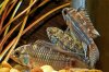 apisto_21_web.jpg