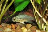 apisto_33_web.jpg