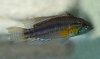 Apistogramma bitaeniata JPC 2015-13.jpg