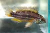 Apistogramma bitaeniata JPC 2015-13 - 2.jpg
