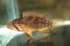 Apistogramma sp. Nadelstreifen JPC 2015-14.jpg