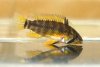 Apistogramma sp. Nadelstreifen JPC 2015-19.jpg