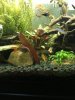 FemaleApisto_20160112.jpg