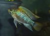 Apistogramma sp. Algodon II.jpg