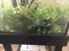 Planted Shrimp Tank.JPG