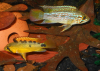 apisto ortagai.PNG