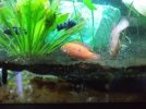 December 5, 2020 Jewel cichlids.jpg