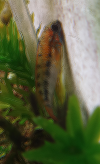 apisto 3.png