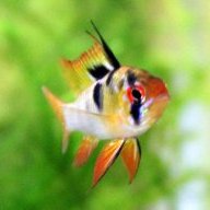 hedylogus