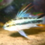 fishgeek