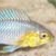 Lisachromis