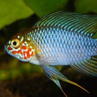 bbetta