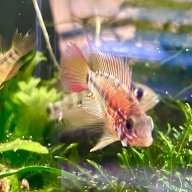 jonleda