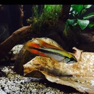 Kurt.apisto