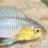 Lisachromis