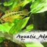 Aquatic_Adam