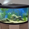 Apisto_west