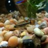 FreshWaterTropics
