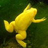 Xenopus