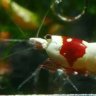 Y_G's Apisto&Killis