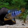 Basquaria