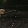 thefishman1