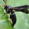 Tetracha