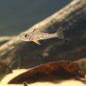 B.dicentrarchusFx