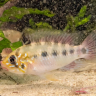 EliteAquatics