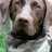 Thegundog