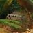 amazonfish