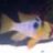 bayoucichlids