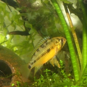 A. honglsoi